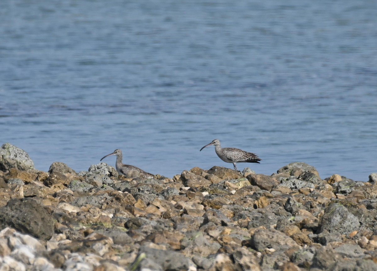 中杓鷸 - ML645336661