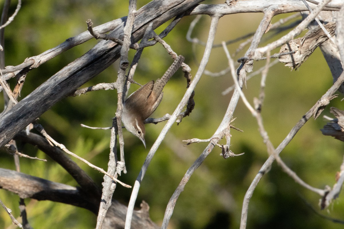 Bewick's Wren - ML645336662