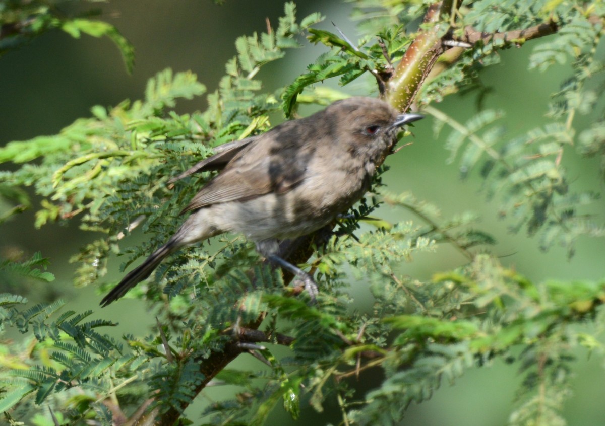 Brown Parisoma - ML645336663