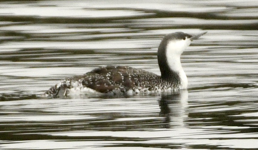 紅喉潛鳥 - ML645336664