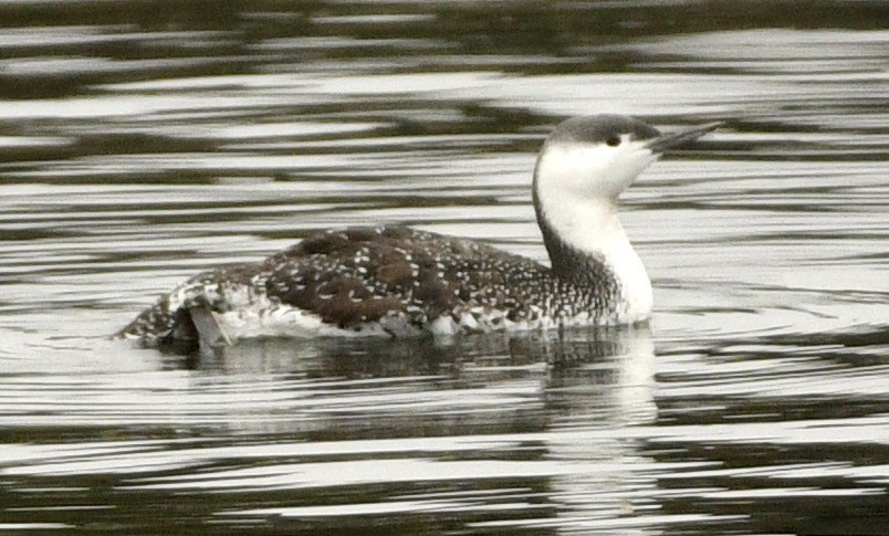 紅喉潛鳥 - ML645336665