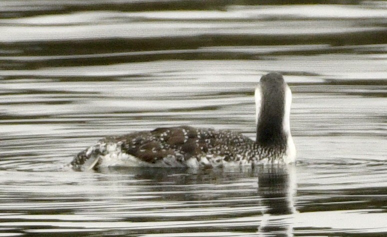 紅喉潛鳥 - ML645336666