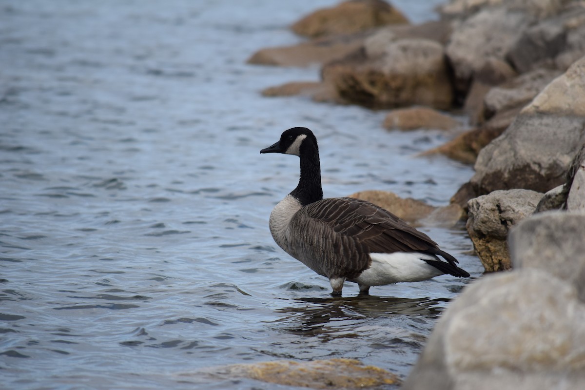 Canada Goose - ML645336667