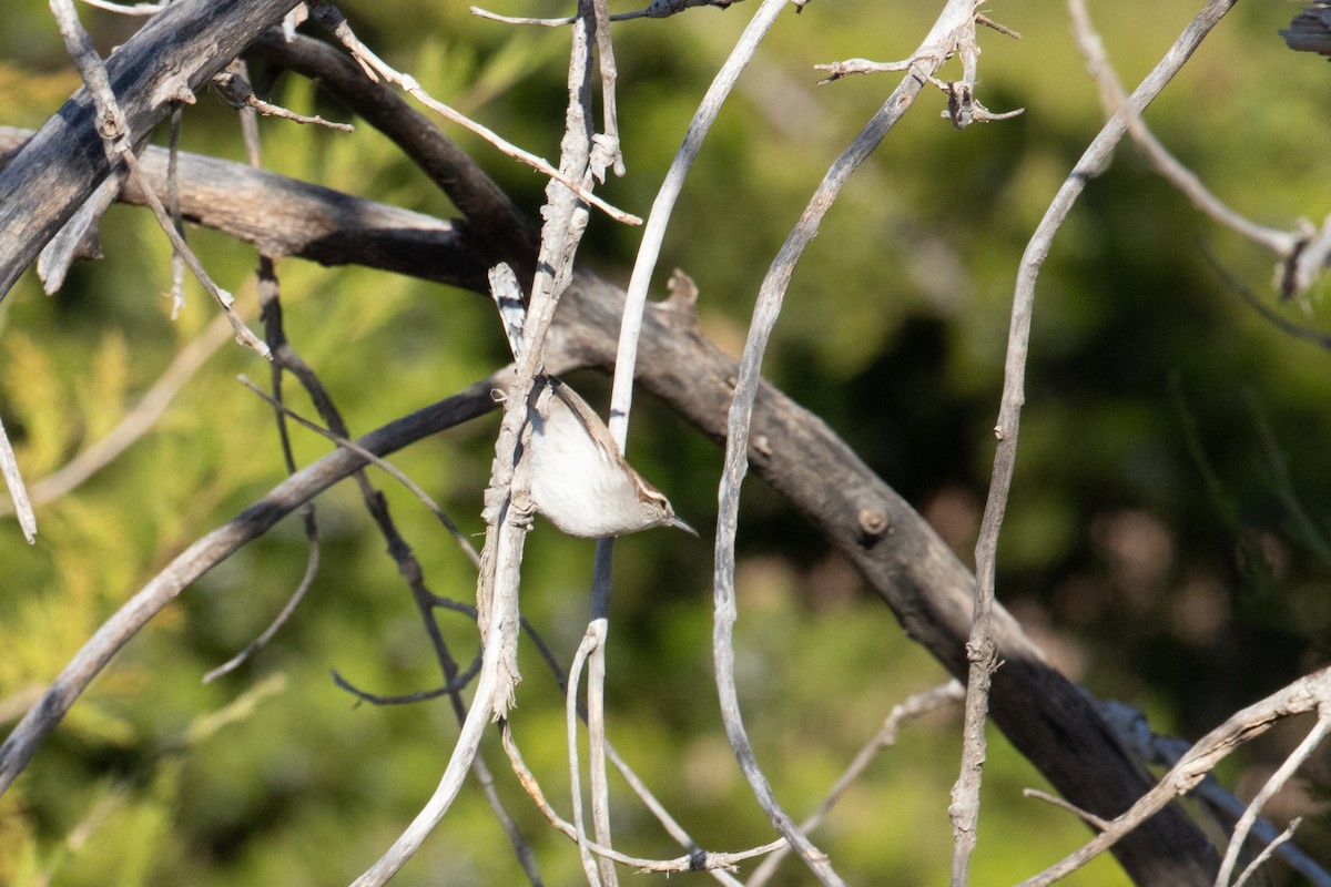 Bewick's Wren - ML645336668