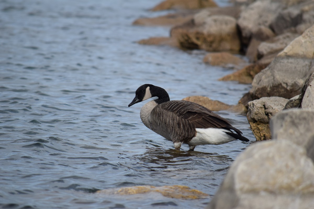 Canada Goose - ML645336669