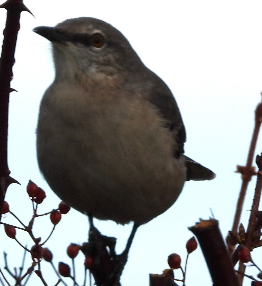Northern Mockingbird - ML645336670