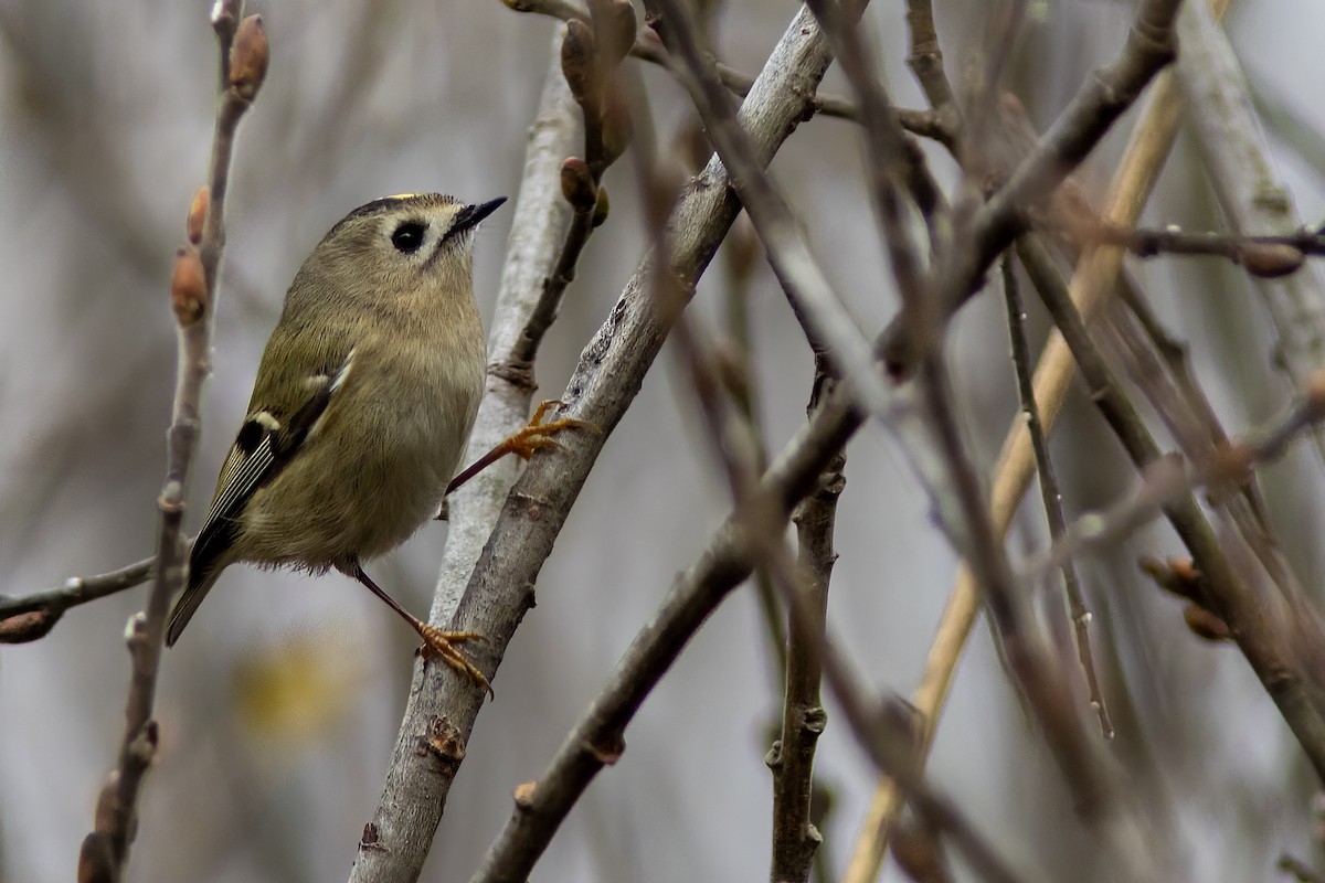 戴菊鳥 - ML645336671