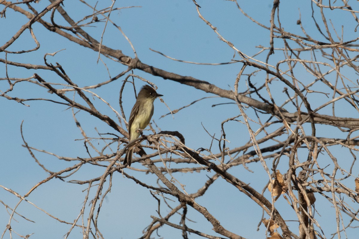 Eastern Phoebe - ML645336672