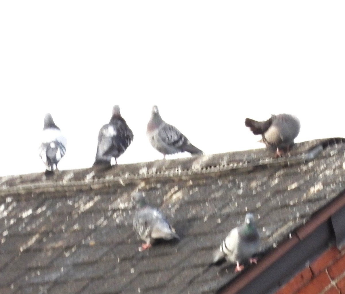 野鴿(野化) - ML645336673