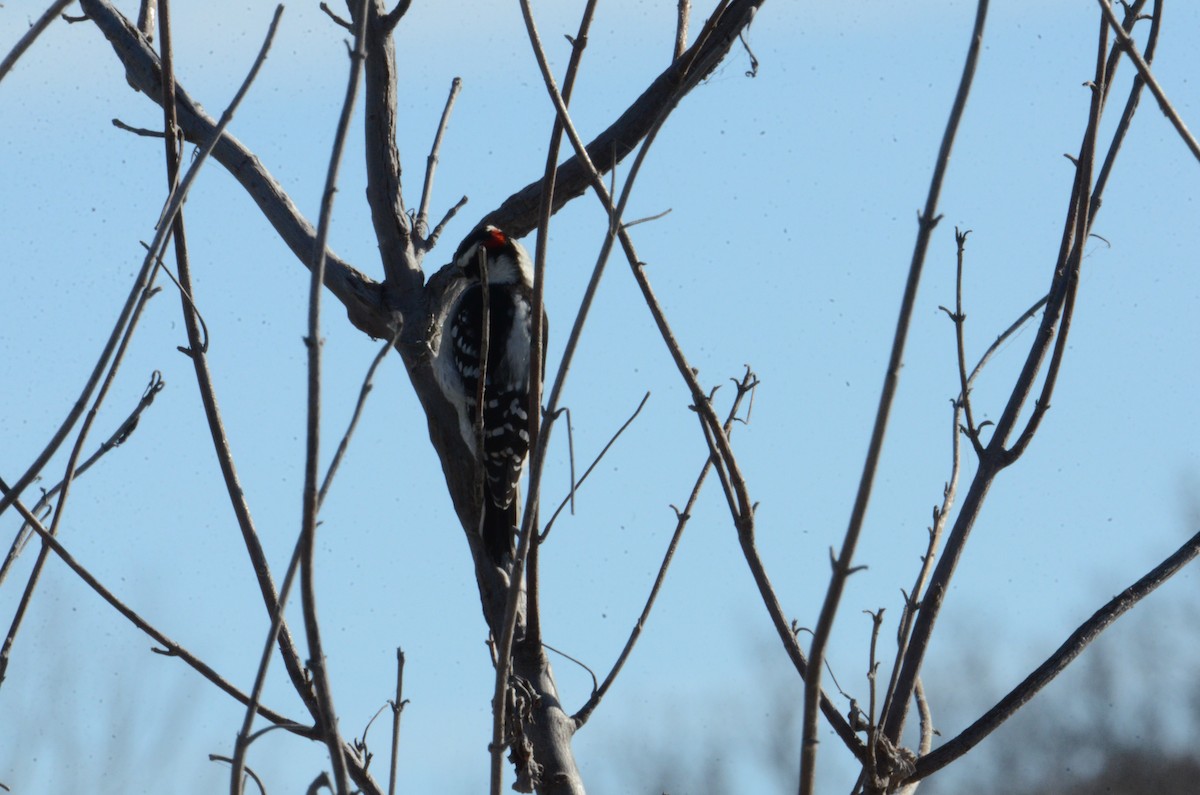 Downy Woodpecker - ML645336674