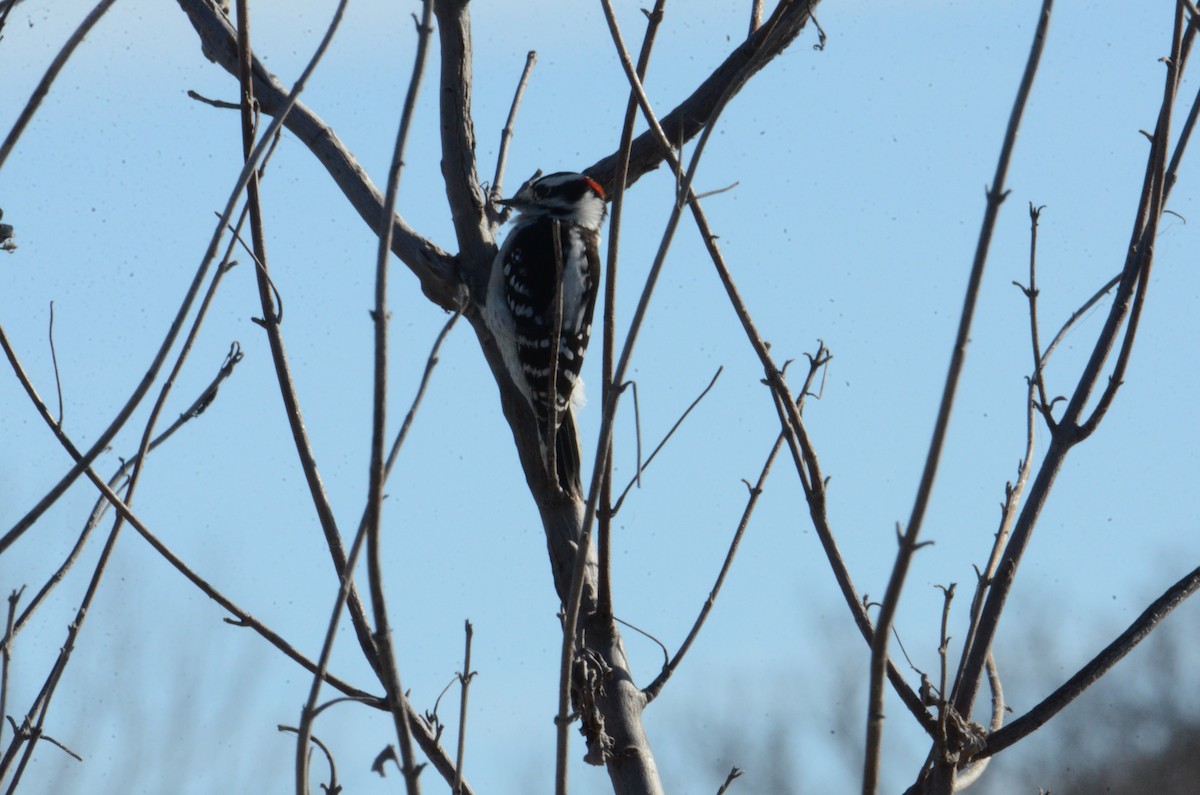 Downy Woodpecker - ML645336675