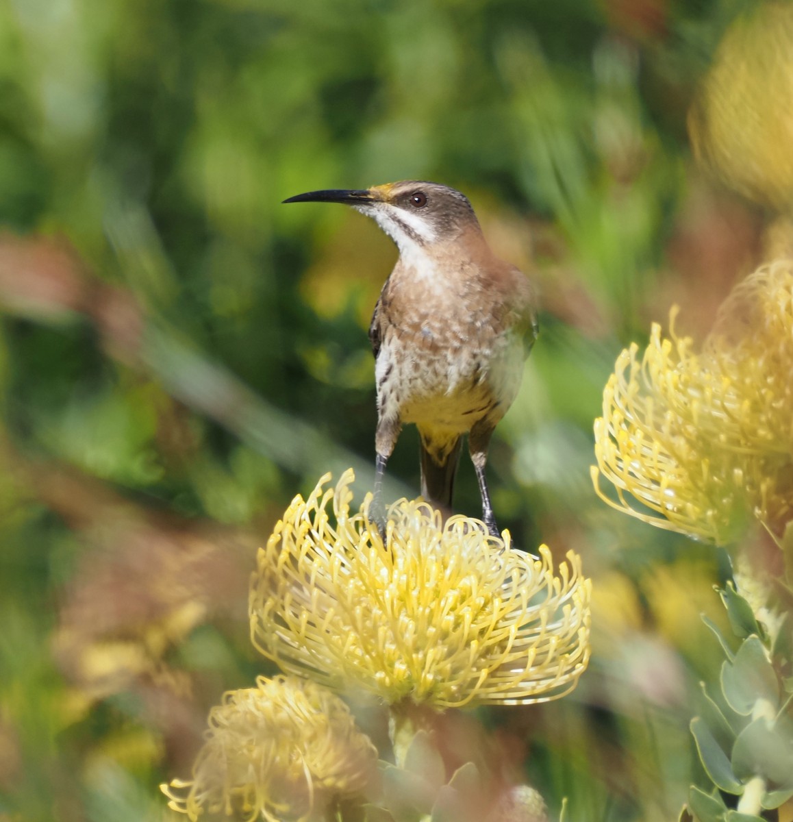 Cape Sugarbird - ML645336676