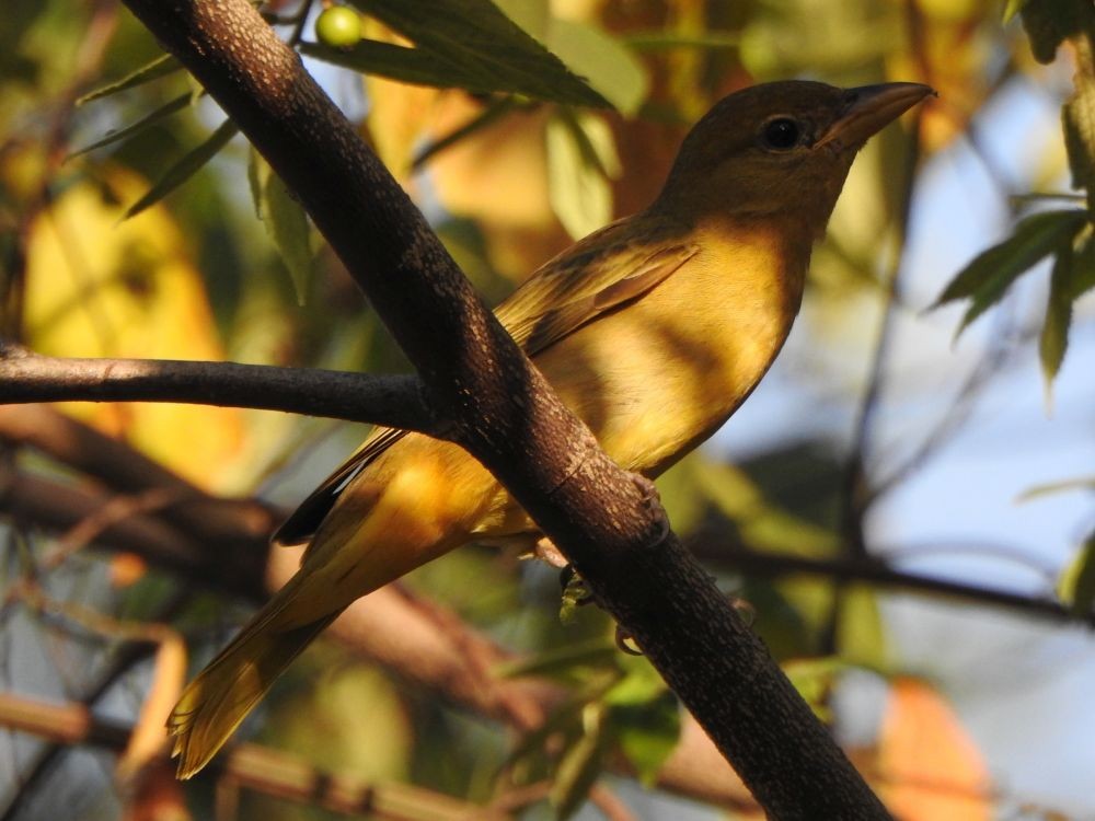 Summer Tanager - ML645336679