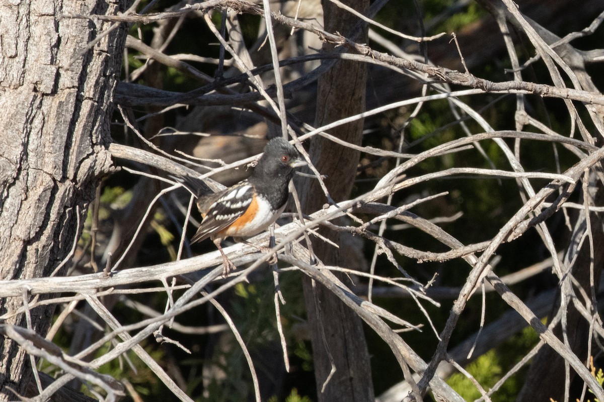 Spotted Towhee - ML645336680