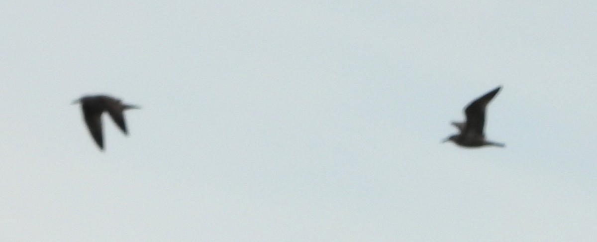 American Herring Gull - ML645336685