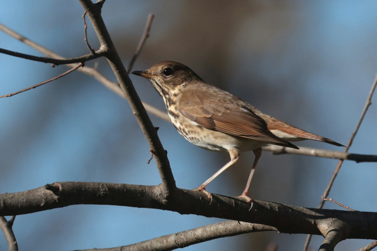 Hermit Thrush - ML645336715