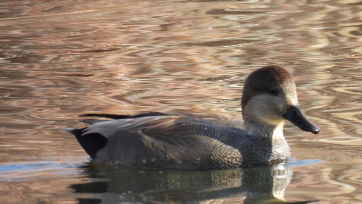 kopřivka obecná - ML645336720