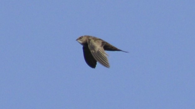 Common Swift - ML645336731