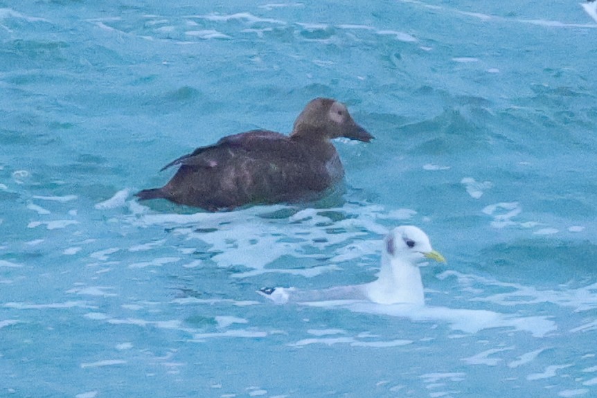 אדרית ממושקפת - ML645336732