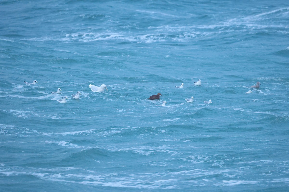 אדרית ממושקפת - ML645336733