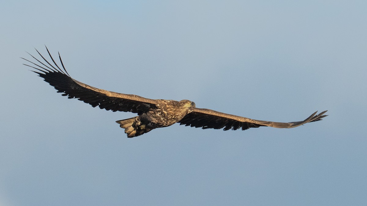 White-tailed Eagle - ML645336734