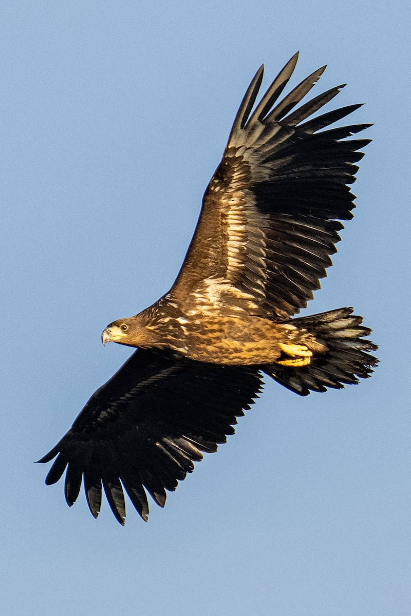 White-tailed Eagle - ML645336735