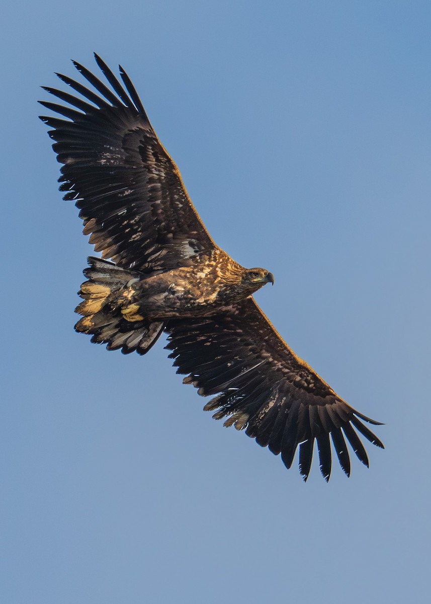 White-tailed Eagle - ML645336736