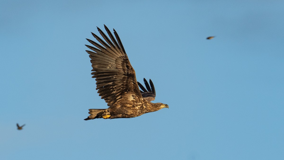 White-tailed Eagle - ML645336737