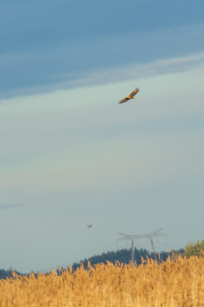 White-tailed Eagle - ML645336739
