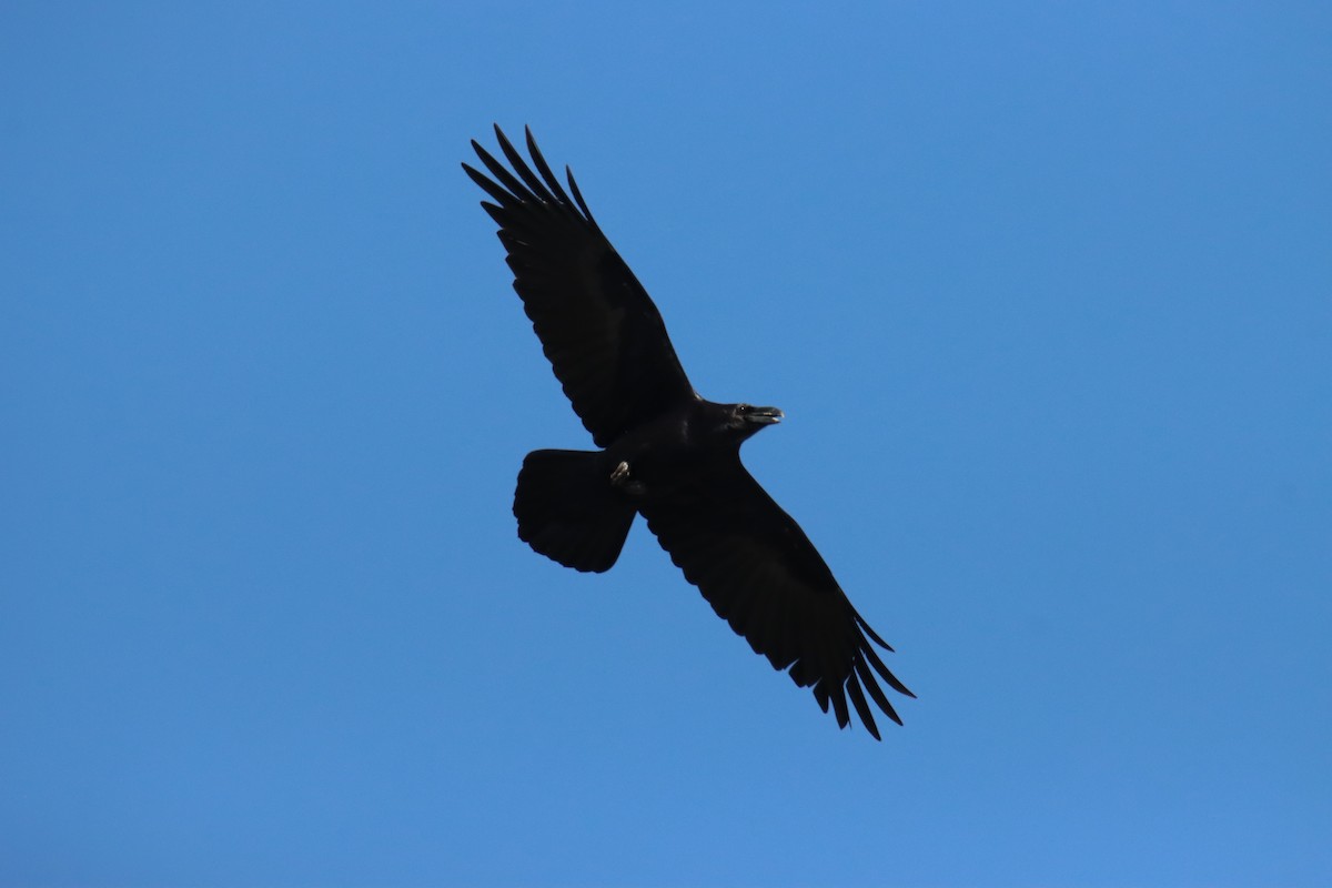 Common Raven - ML645336742