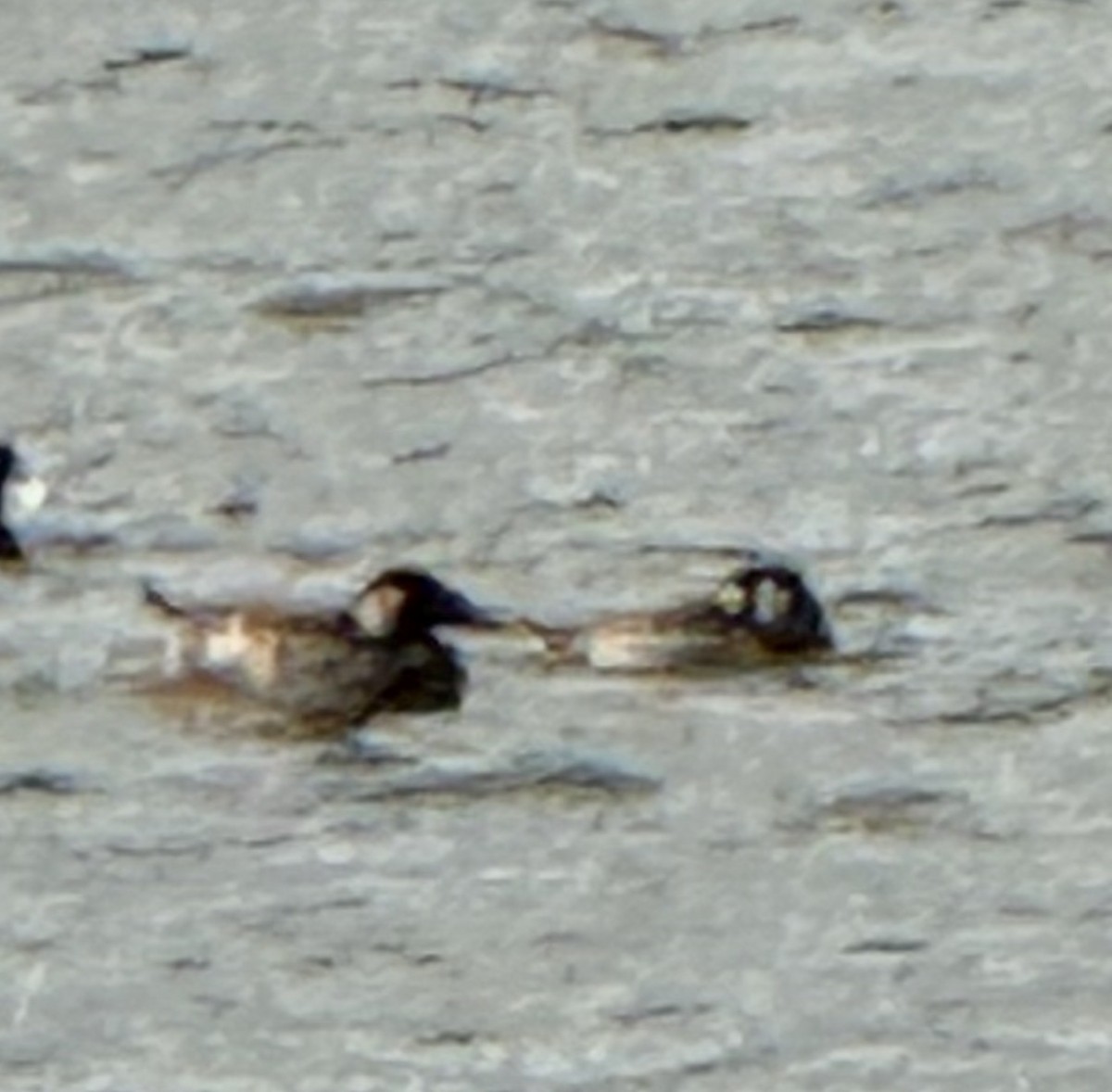 Yamalı Ördek - ML645336750