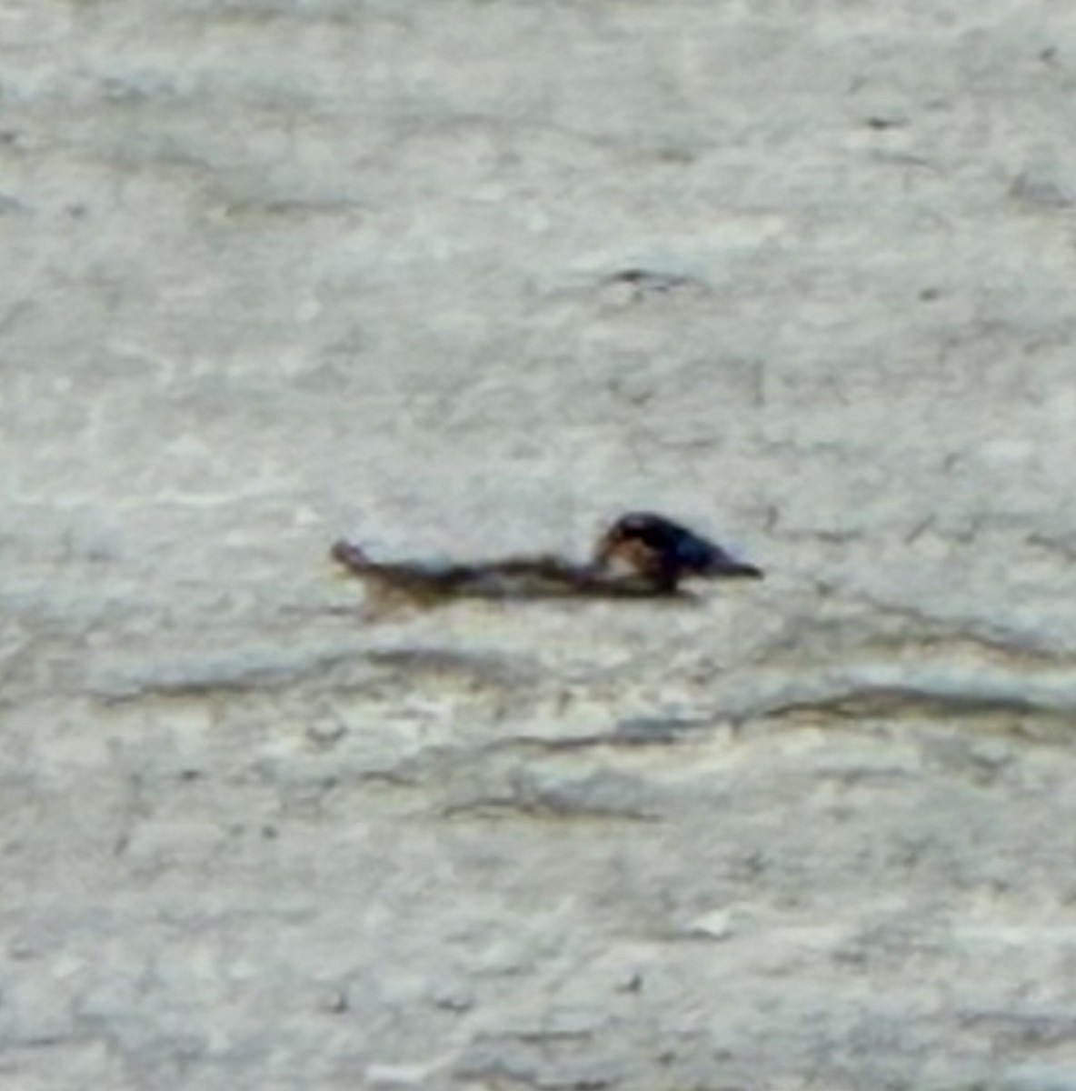 Yamalı Ördek - ML645336751