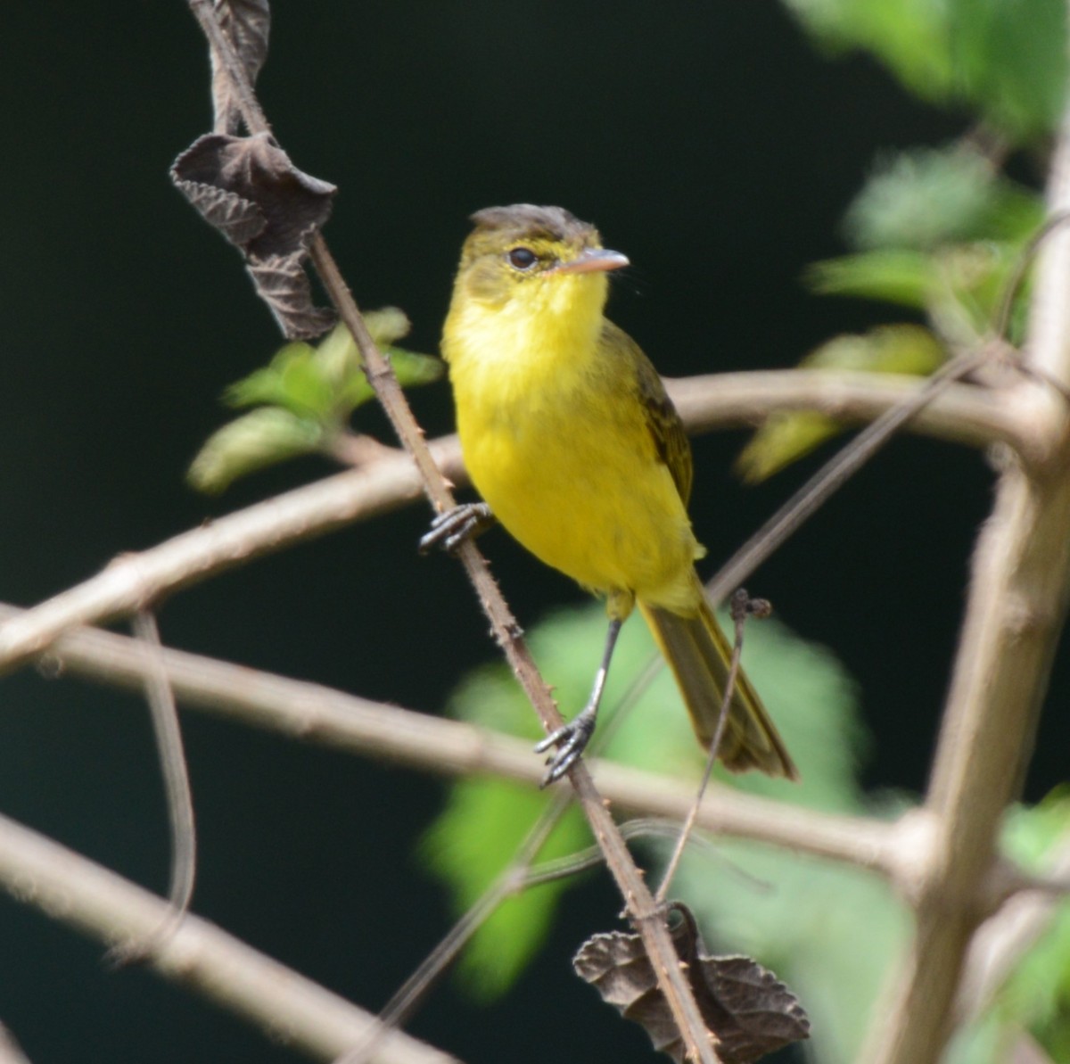 Hypolaïs jaune - ML645336766