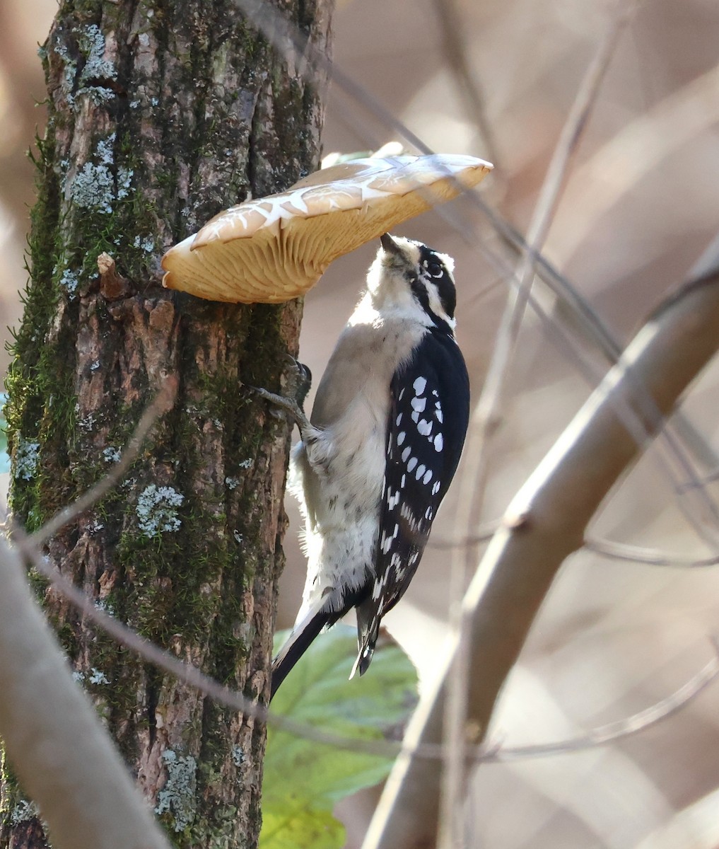 Downy Woodpecker - ML645336774