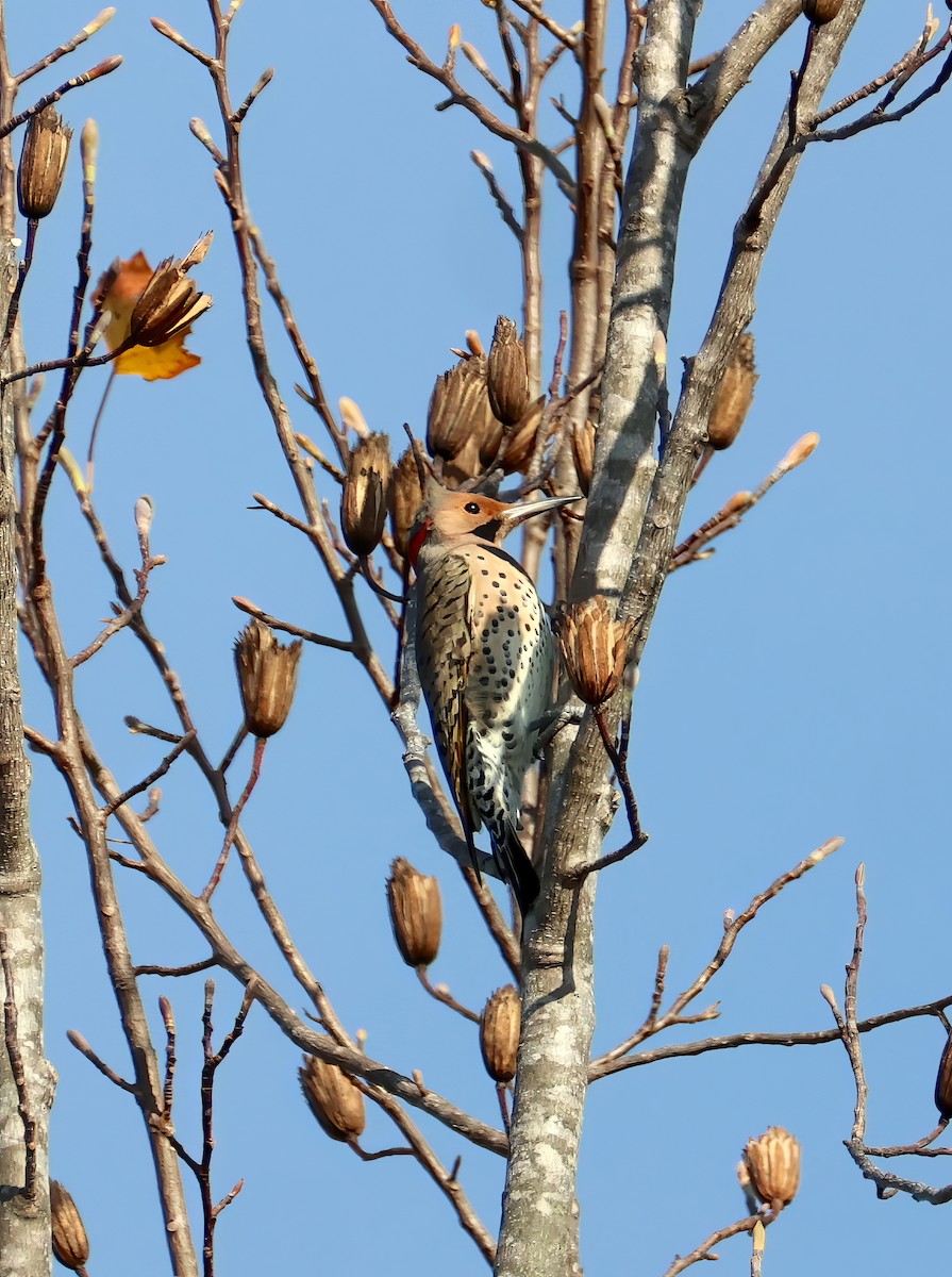 Northern Flicker - ML645336780
