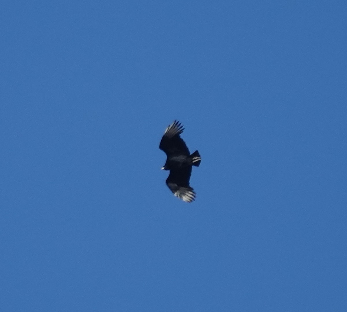 Black Vulture - ML645336790