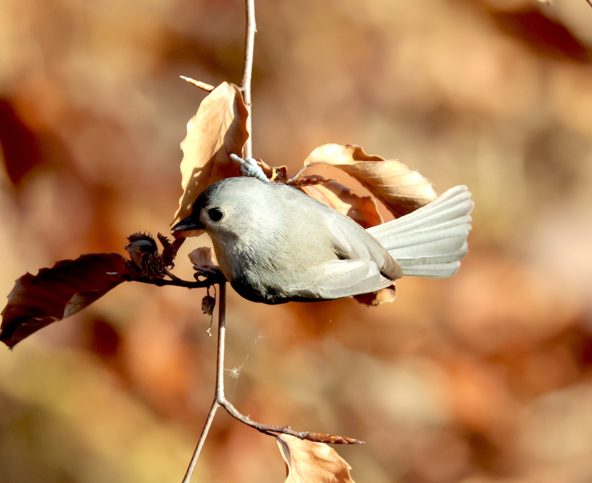 Tufted Titmouse - ML645336792