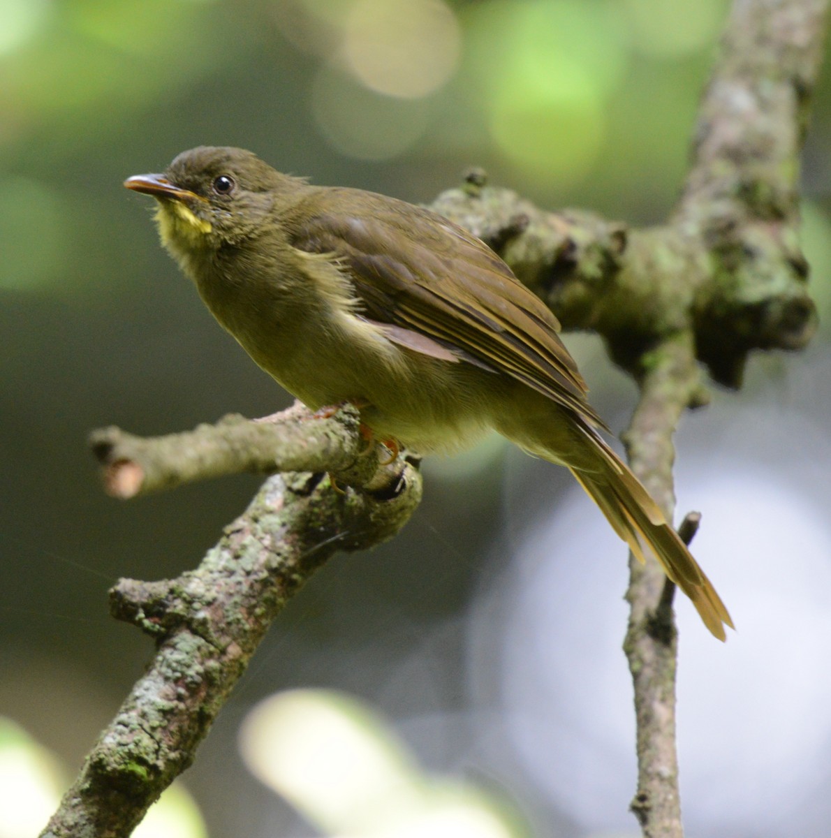 Yellow-whiskered Greenbul - ML645336798