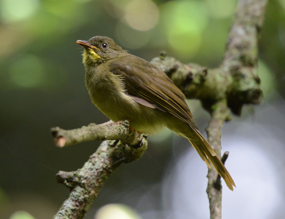 Yellow-whiskered Greenbul - ML645336799