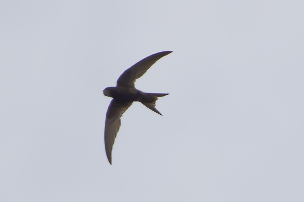 Common Swift - ML645336802