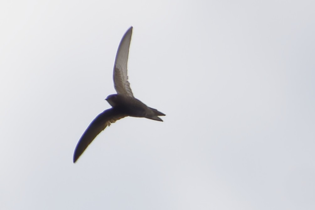 Common Swift - ML645336803