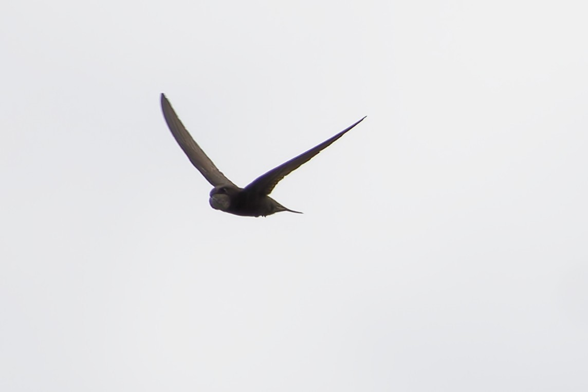 Common Swift - ML645336804