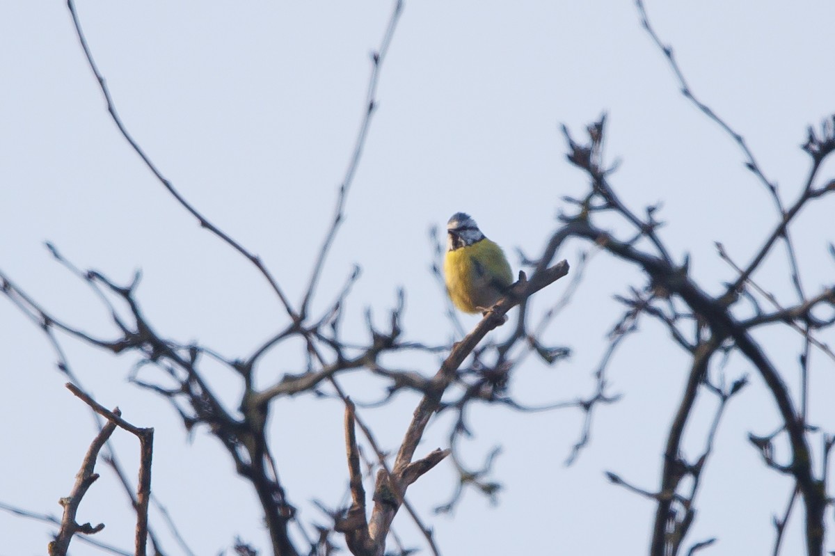 sýkora modřinka - ML645336805