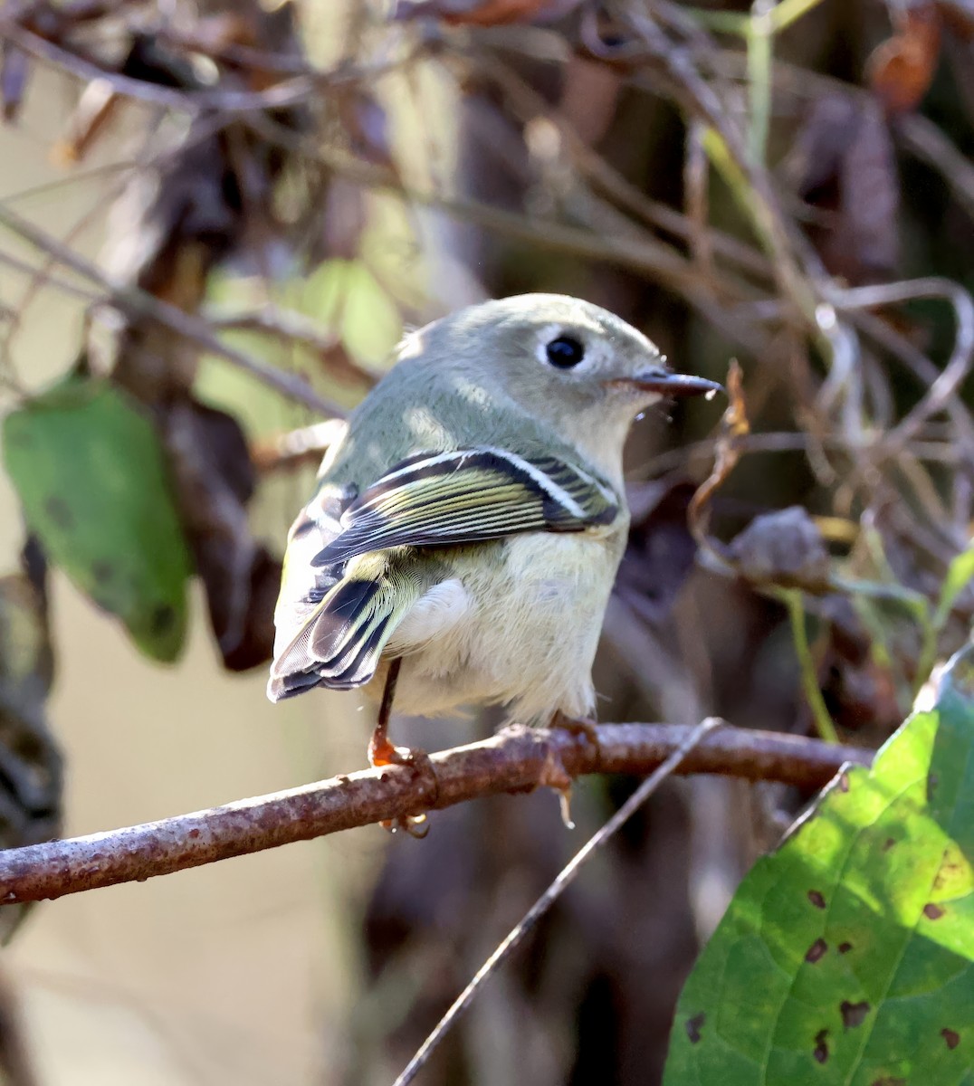 Ruby-crowned Kinglet - ML645336810