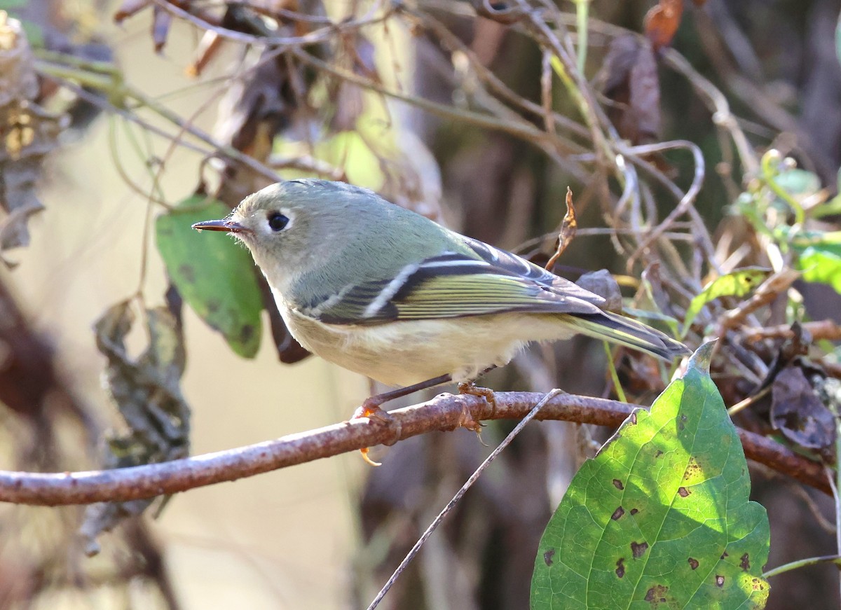 Ruby-crowned Kinglet - ML645336817