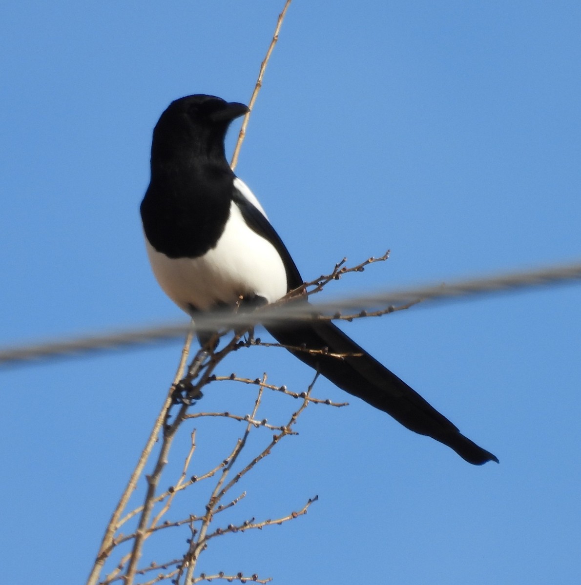 straka americká - ML645336818