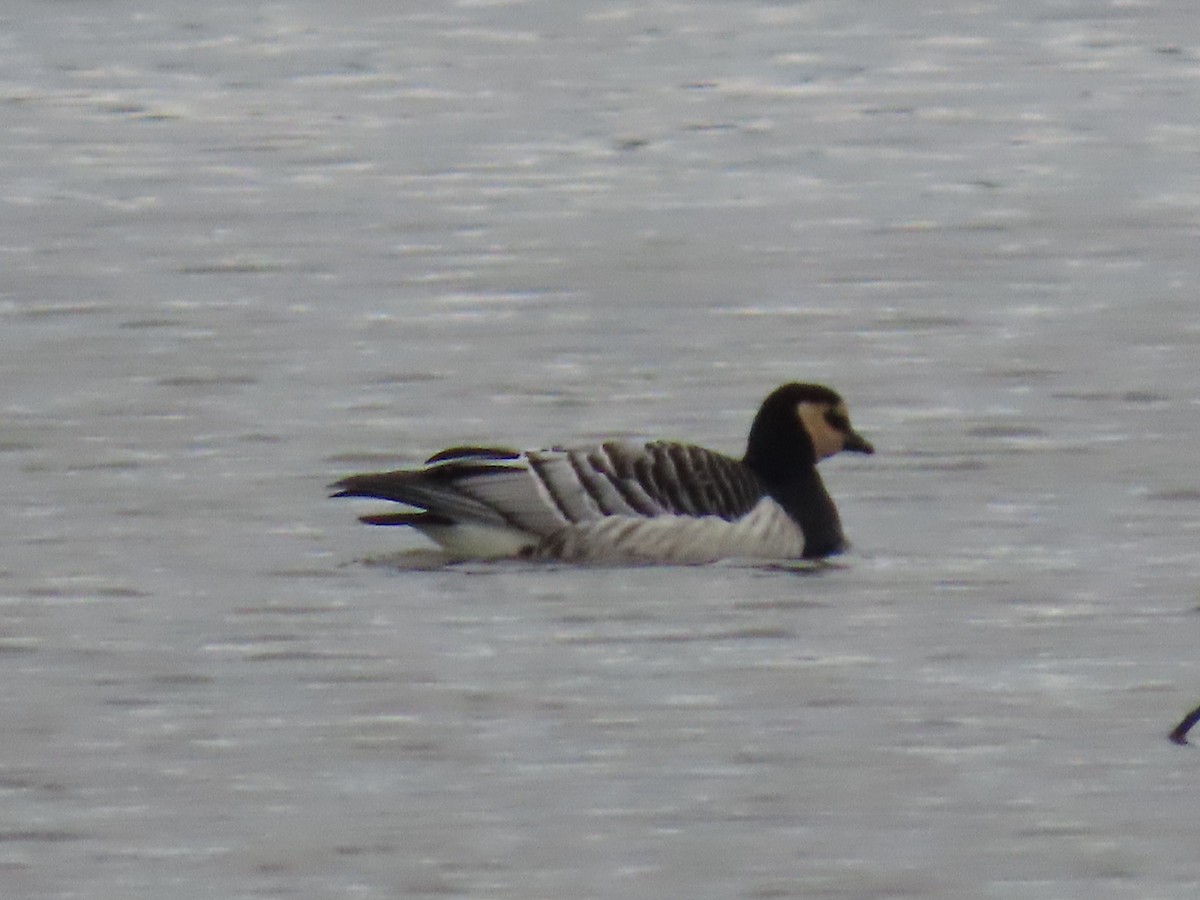 Barnacle Goose - ML645336825