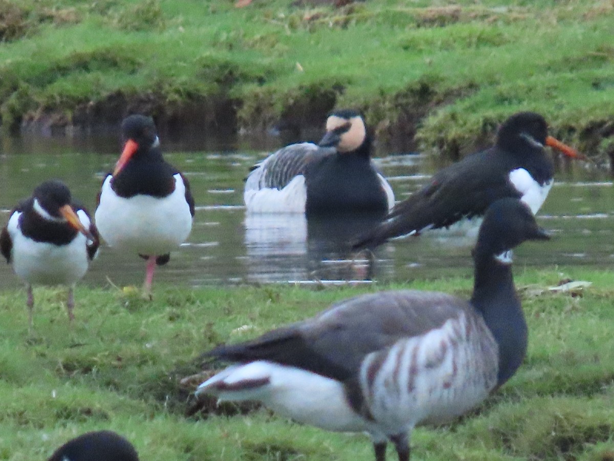 Barnacle Goose - ML645336830