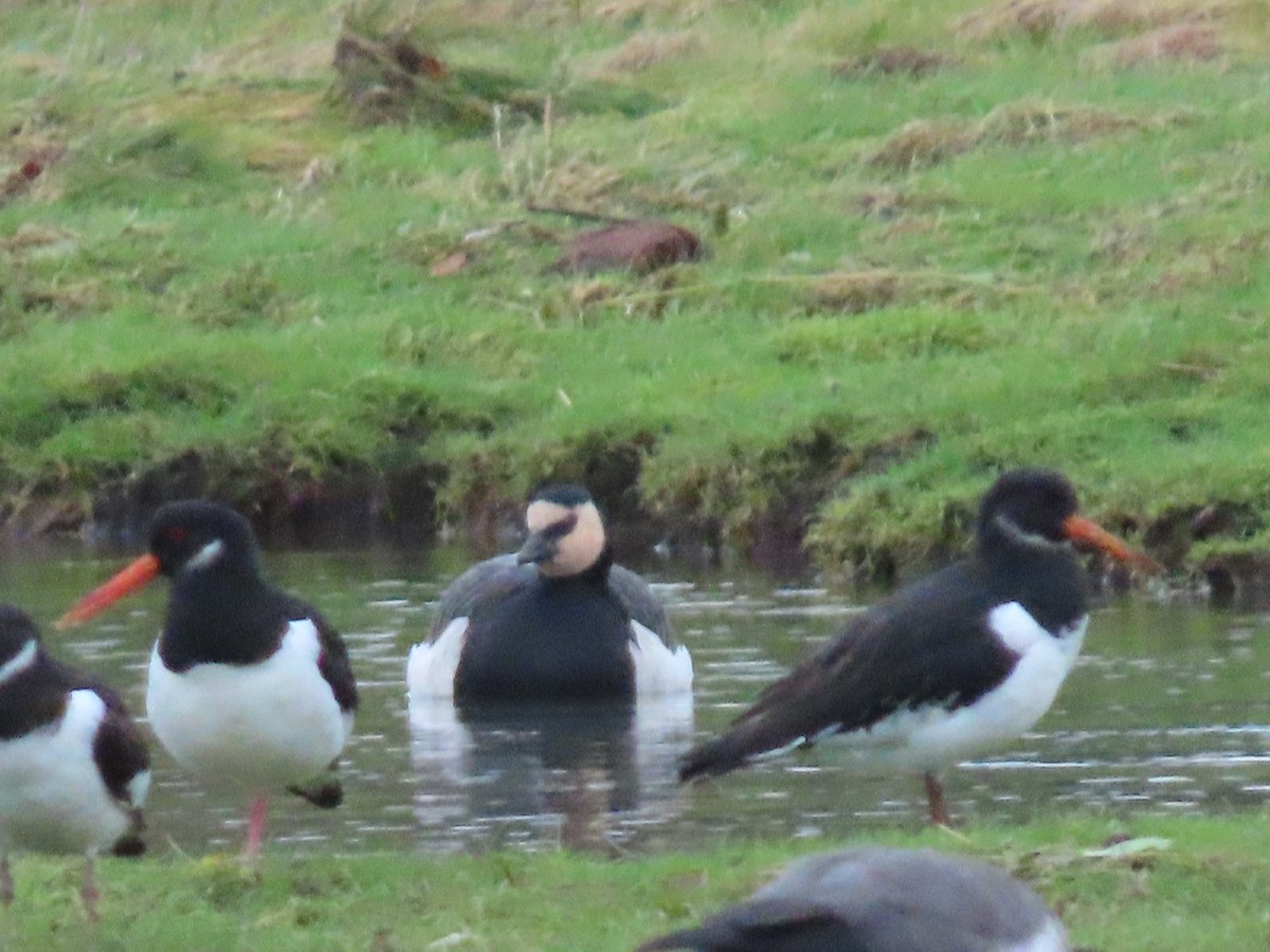 Barnacle Goose - ML645336831