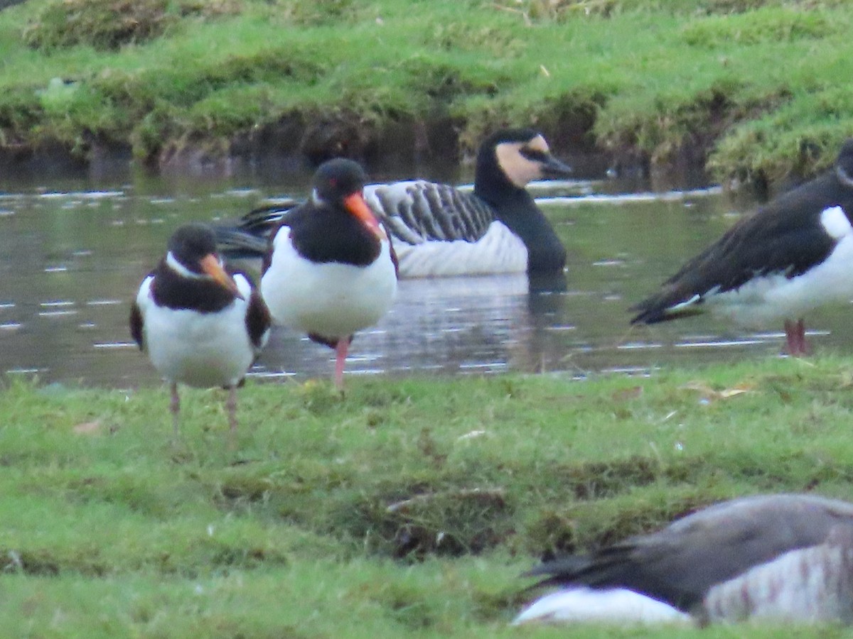 Barnacle Goose - ML645336832